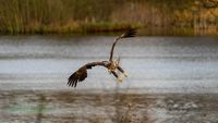 reinicke-osprey-seedaler-mecklenburg-adler-telefoto