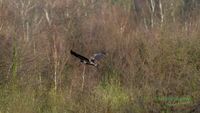 reinicke-osprey-seedaler-mecklenburg-adler-telefoto