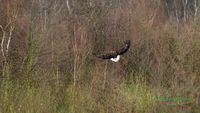 reinicke-osprey-seedaler-mecklenburg-adler-telefoto