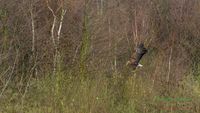 reinicke-osprey-seedaler-mecklenburg-adler-telefoto