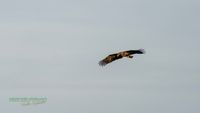 reinicke-osprey-seedaler-mecklenburg-adler-telefoto