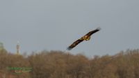 reinicke-osprey-seedaler-mecklenburg-adler-telefoto