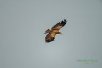 reinicke-osprey-seedaler-mecklenburg-adler-telefoto