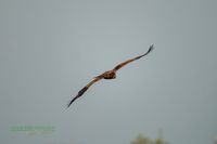 reinicke-osprey-seedaler-mecklenburg-adler-telefoto