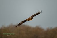 reinicke-osprey-seedaler-mecklenburg-adler-telefoto