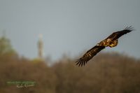 reinicke-osprey-seedaler-mecklenburg-adler-telefoto