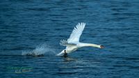 schwan-sony-nikon-a1-z8-reinicke-nature_train_photo