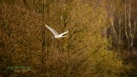 schwan-sony-nikon-a1-z8-reinicke-nature_train_photo