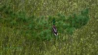 ente_im_baum-mecklenburg-deutschland-nature_train_photo