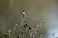 supfmeise-mecklenburg-deutschland-nature_train_photo