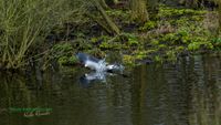 reiher_baden-m&uuml;ritz-plau-reinicke-nature_train_photo