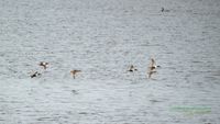 loeffelente-vogel-nabu-plau-reinicke-mecklenburg-nature_train_photo