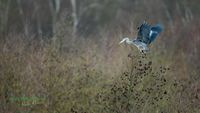 reiher-birding-mecklenburg-reinicke-nature_train_photo