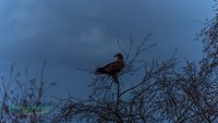 seeadler-birding-germany-raptor-nature_train_photo-reinicke