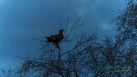 seeadler-birding-germany-raptor-nature_train_photo-reinicke