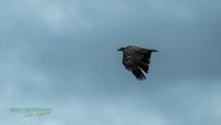 seeadler-birding-germany-raptor-nature_train_photo-reinicke