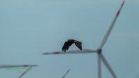 seeadler-birding-germany-raptor-nature_train_photo-reinicke