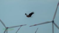 seeadler-birding-germany-raptor-nature_train_photo-reinicke