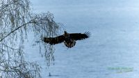 seeadler-birding-germany-raptor-nature_train_photo-reinicke