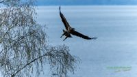 seeadler-birding-germany-raptor-nature_train_photo-reinicke