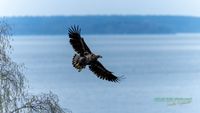 seeadler-birding-germany-raptor-nature_train_photo-reinicke