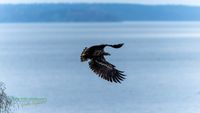 seeadler reinicke nikon plau am see