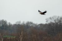 seeadler-birding-germany-raptor-nature_train_photo-reinicke