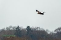 seeadler-birding-germany-raptor-nature_train_photo-reinicke