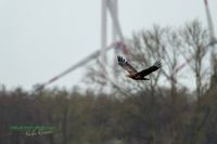 seeadler-birding-germany-raptor-nature_train_photo-reinicke