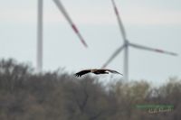 seeadler-birding-germany-raptor-nature_train_photo-reinicke