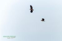 seeadler-birding-germany-raptor-nature_train_photo-reinicke