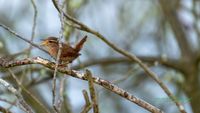 zaunk&ouml;nig-vogel-nabu-plau-reinicke-mecklenburg-nature_train_photo