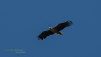 seeadler rieht stettiner haff reinicke nature-train-photo