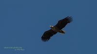 seeadler rieht stettiner haff reinicke nature-train-photo