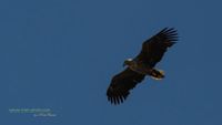 seeadler rieht stettiner haff reinicke Alpha1 nature-train-photo