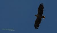 seeadler rieht Sony A1 stettiner haff reinicke nature-train-photo