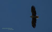 seeadler rieht stettiner haff reinicke nature-train-photo