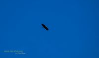 seeadler rieht stettiner haff reinicke nature-train-photo