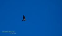 seeadler mecklenburg stettiner haff reinicke nature-train-photo