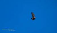 seeadler mecklenburg stettiner haff reinicke nature-train-photo