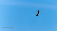 seeadler anklamer stadtbruch reinicke nature-train-photo