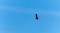 seeadler anklamer stadtbruch reinicke nature-train-photo