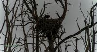 seeadler bugewitz swarovski digiscoping nature-train-photo