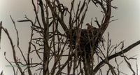 seeadler bugewitz swarovski digiscoping reinicke